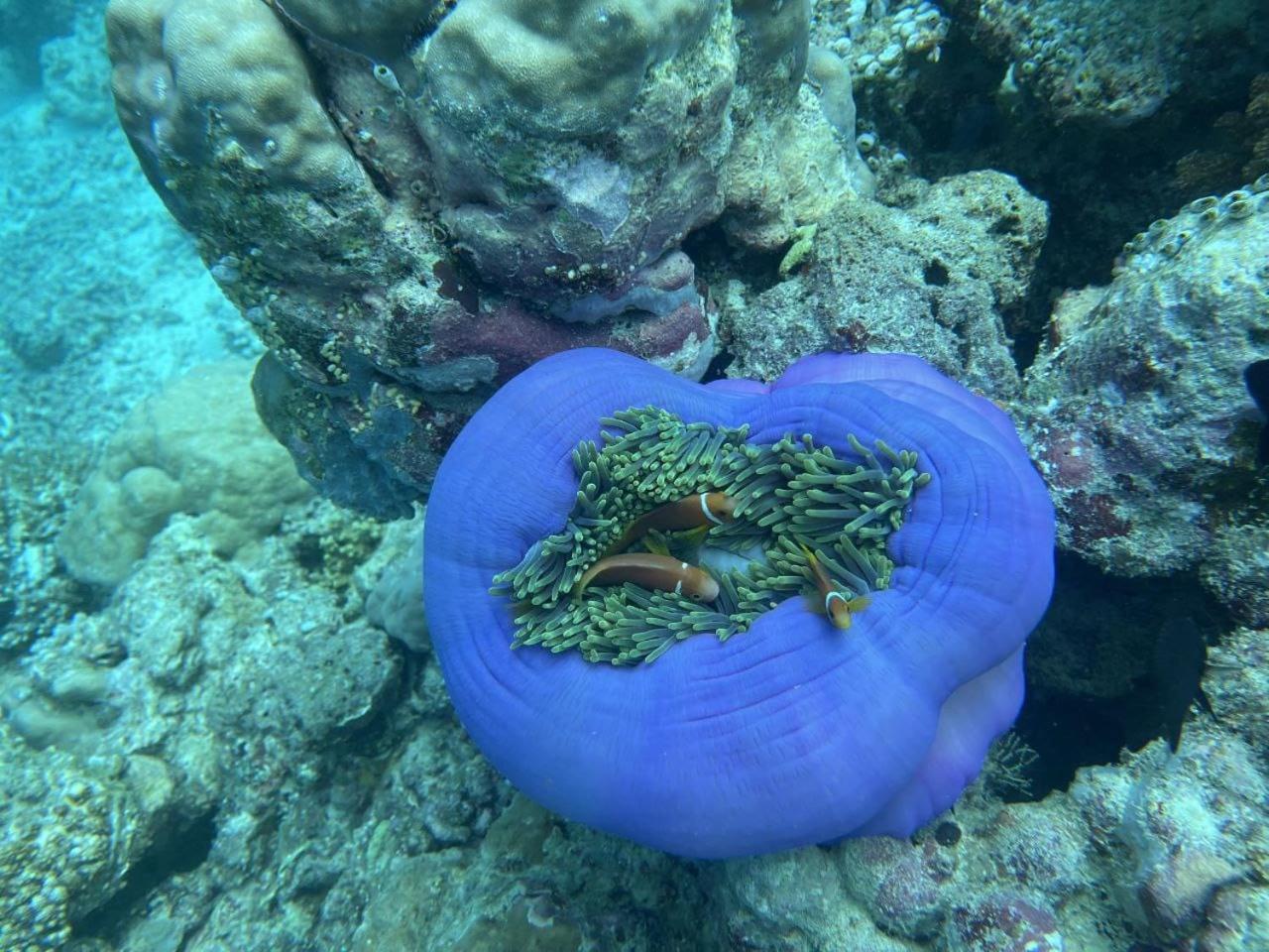 Mamello Beach Club Maldives Feridhoo Luaran gambar
