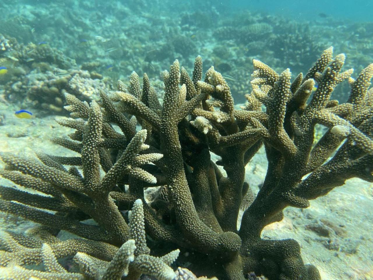 Mamello Beach Club Maldives Feridhoo Luaran gambar