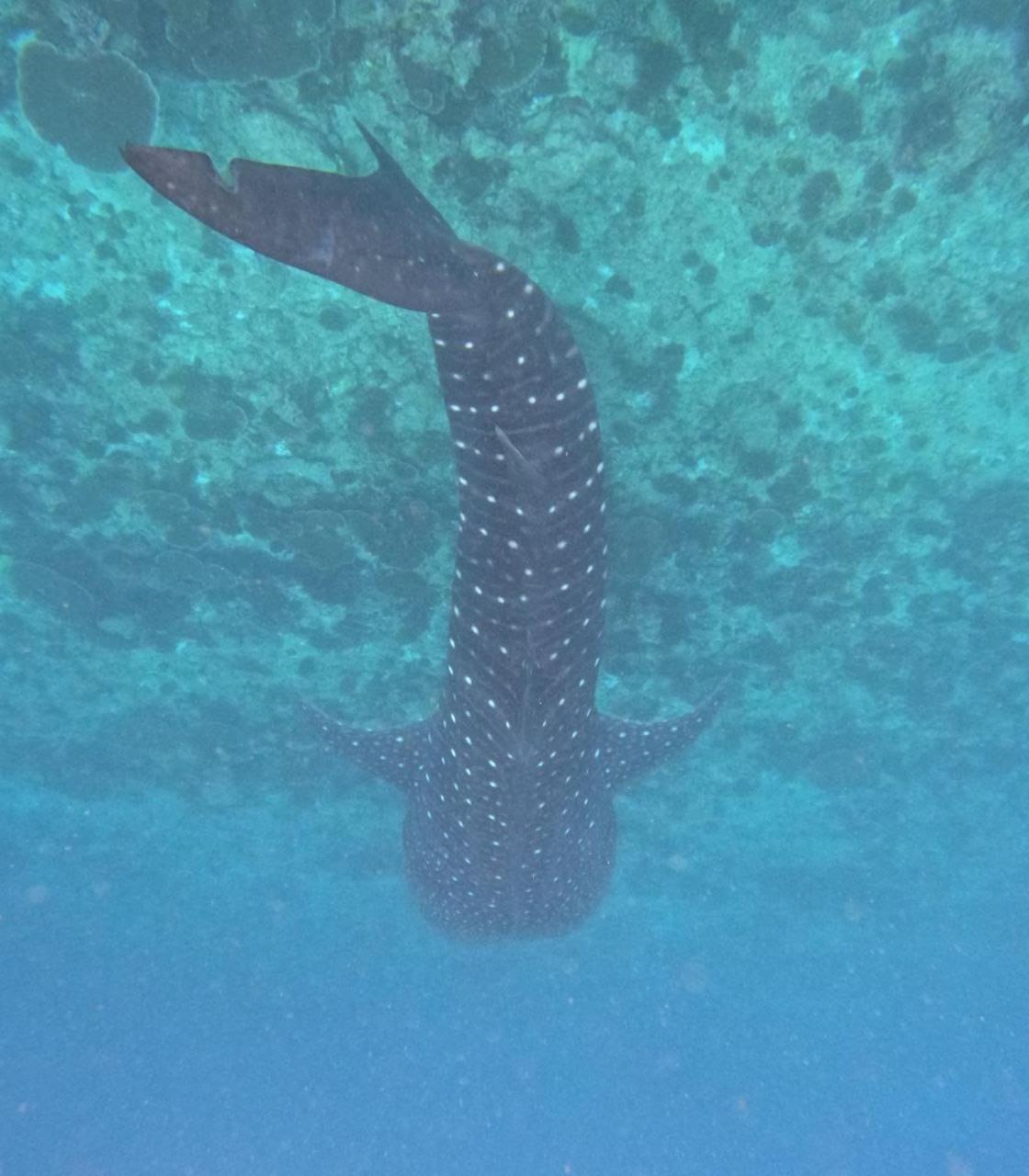 Mamello Beach Club Maldives Feridhoo Luaran gambar